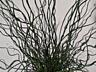 Продаётся джункус (Juncus spiralis) — побеги ~ 50 см