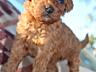 Toy Poodle red brown Toй Пудель Щенки ред браун