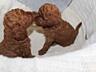Toy Poodle red brown Toй Пудель Щенки ред браун