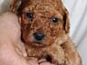 Toy Poodle red brown Toй Пудель Щенки ред браун