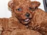 Toy Poodle red brown Toй Пудель Щенки ред браун