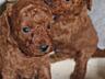 Toy Poodle red brown Toй Пудель Щенки ред браун