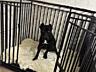 Продам клетку для собаки средней и крупной породы