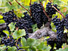 ПРОДАМ виноград винных сортов белый и черный! СРОЧНО! 150 кг!