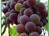 ПРОДАМ виноград винных сортов белый и черный! СРОЧНО! 150 кг!