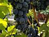 Виноград Молдова