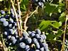 Виноград Молдова