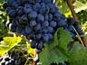 Виноград Молдова