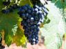 Продам виноград с куста