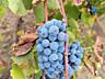 Продам виноград