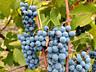 Продам виноград