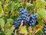Продам виноград