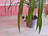 Pandanus (винтовая пальма), 1.2 м