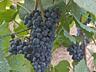Продам виноград