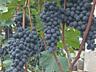Продам виноград