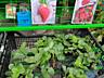Продам рассаду клубники от материнского куста
