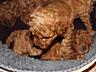 Toy Poodle red brown Toй Пудель Щенки ред браун
