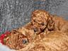 Toy Poodle red brown Toй Пудель Щенки ред браун