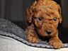Toy Poodle red brown Toй Пудель Щенки ред браун
