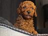 Toy Poodle red brown Toй Пудель Щенки ред браун
