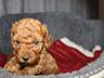 Toy Poodle red brown Toй Пудель Щенки ред браун
