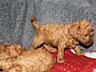 Toy Poodle red brown Toй Пудель Щенки ред браун