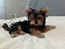 Продаются щенки йоркширского терьера г. Рыбница, две девочки