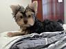 Продаются щенки йоркширского терьера г. Рыбница, две девочки