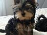 Продаются щенки йоркширского терьера г. Рыбница, две девочки