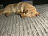 Vând Shar Pei