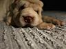 Vând Shar Pei