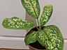 Диффенбахия 3 сортов. Доставим.