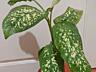 Диффенбахия 3 сортов. Доставим.