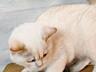 Предлагается британский короткошёрстный котенок в редком окрасе