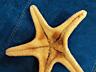Морская звезда