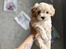 Maltipoo F1