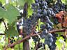 Продам шикарный виноград с арки Молдова