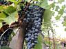 Продам шикарный виноград с арки Молдова