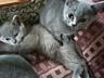 Продам котят британской породы