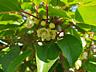 Kiwi arguta. Mini Kiwi, puieti. Dulci, fara par, -25-30 grade. Kиви