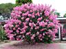 Лагерстремия. Цвет: розовый. Индийский сирень. 150 лей саженец.