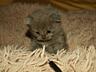 Шотландский котенок