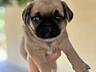 Продаём щенят, породы «мопс »