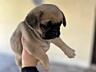 Продаём щенят, породы «мопс »