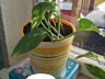Продам комнатные цветы