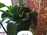 Продам комнатные цветы