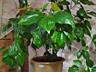 Продам комнатные цветы