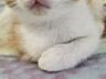 Отдам котенка в хорошие руки