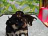 Продаются щенки породы русский той-терьер.