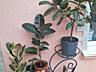 Фикусы разные